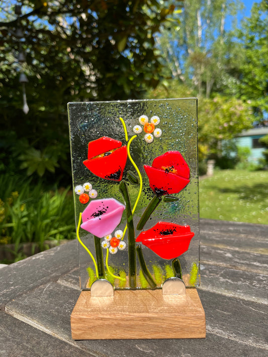 Mixed Poppies